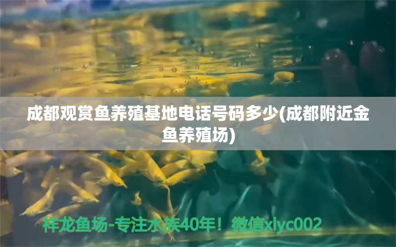 成都观赏鱼养殖基地电话号码多少(成都附近金鱼养殖场) 帝王迷宫鱼