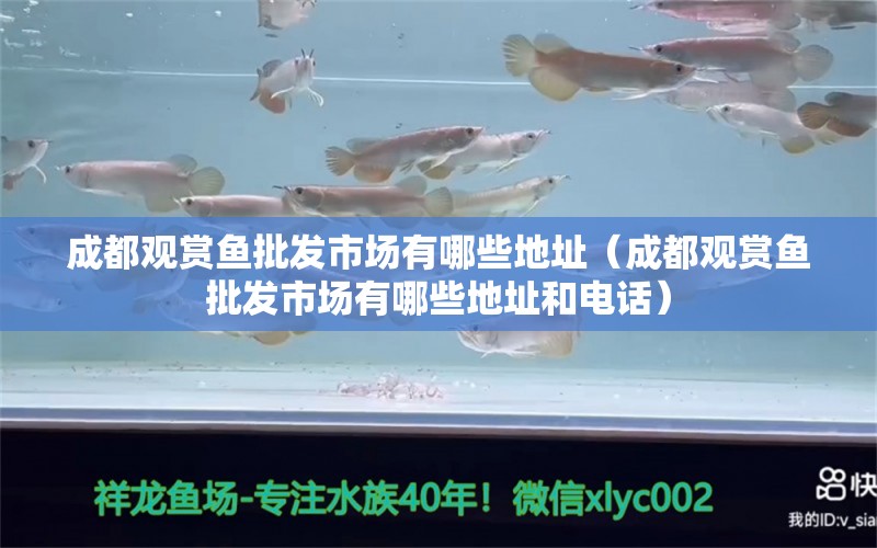 成都观赏鱼批发市场有哪些地址（成都观赏鱼批发市场有哪些地址和电话）