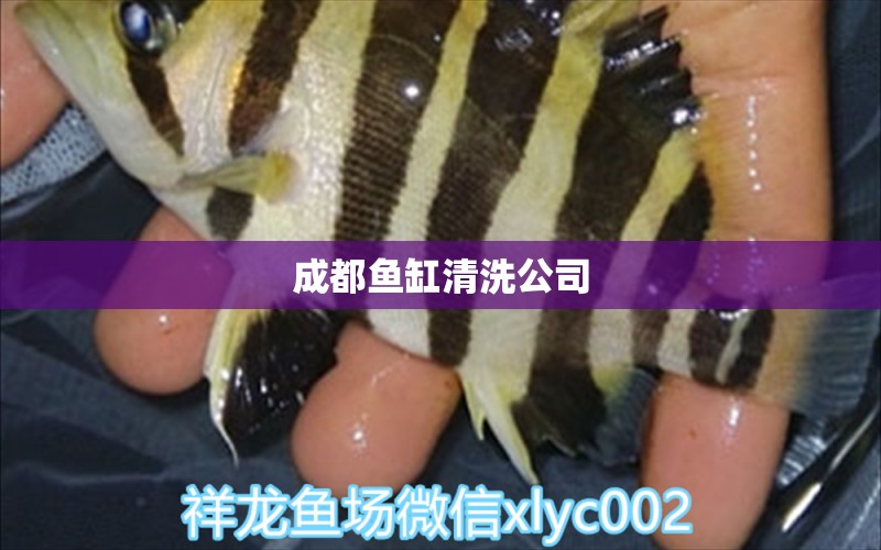 成都鱼缸清洗公司 申古三间鱼 第2张