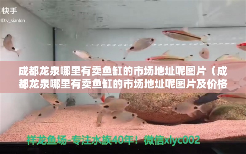 成都龙泉哪里有卖鱼缸的市场地址呢图片（成都龙泉哪里有卖鱼缸的市场地址呢图片及价格）