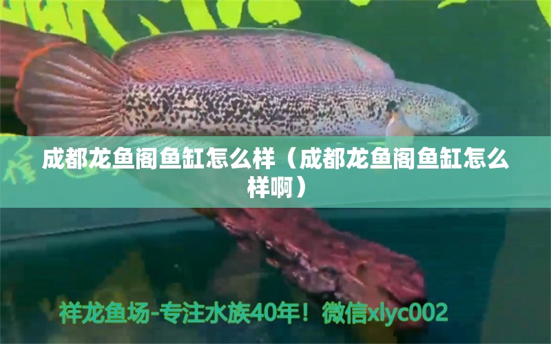 成都龙鱼阁鱼缸怎么样（成都龙鱼阁鱼缸怎么样啊） 非洲金鼓鱼