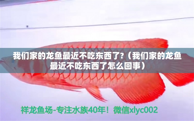 我们家的龙鱼最近不吃东西了?（我们家的龙鱼最近不吃东西了怎么回事） 广州龙鱼批发市场