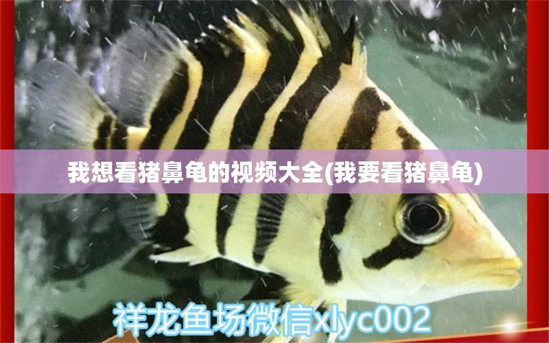 我想看猪鼻龟的视频大全(我要看猪鼻龟) 猪鼻龟百科 第1张