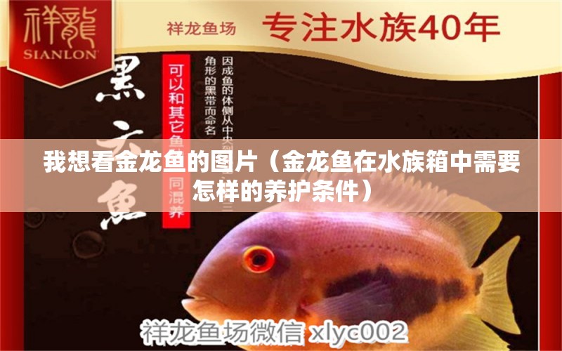 我想看金龙鱼的图片（金龙鱼在水族箱中需要怎样的养护条件）