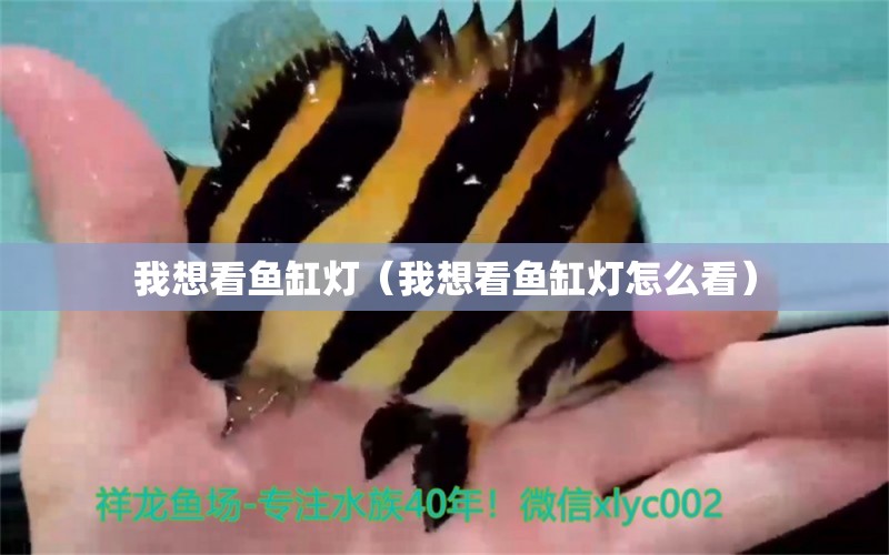 我想看鱼缸灯（我想看鱼缸灯怎么看） 祥龙水族医院