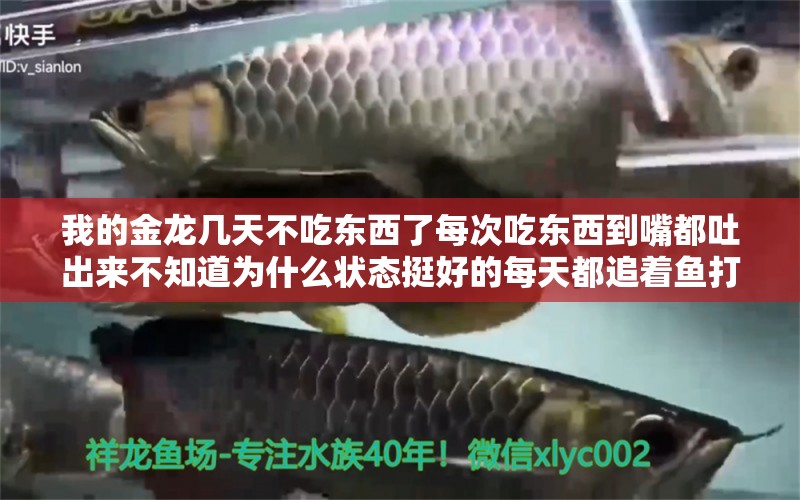 我的金龙几天不吃东西了每次吃东西到嘴都吐出来不知道为什么状态挺好的每天都追着鱼打架