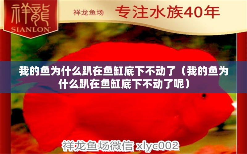 我的鱼为什么趴在鱼缸底下不动了（我的鱼为什么趴在鱼缸底下不动了呢） 祥龙鱼场