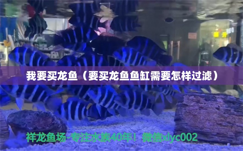 我要买龙鱼（要买龙鱼鱼缸需要怎样过滤） 网上购买观赏鱼