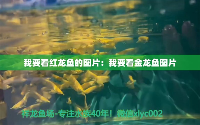 我要看红龙鱼的图片：我要看金龙鱼图片 广州水族批发市场