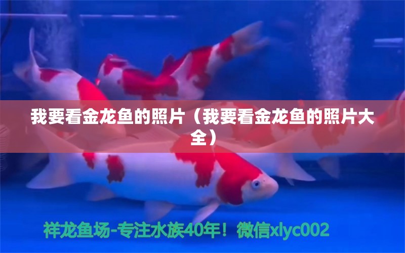 我要看金龙鱼的照片（我要看金龙鱼的照片大全） 祥龙水族医院