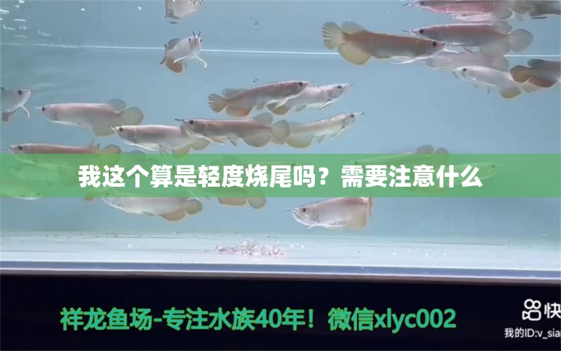 我这个算是轻度烧尾吗？需要注意什么 大白鲨鱼苗 第8张