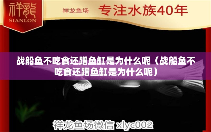 战船鱼不吃食还蹭鱼缸是为什么呢（战船鱼不吃食还蹭鱼缸是为什么呢）