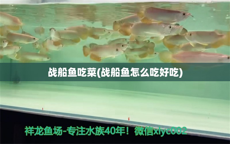 战船鱼吃菜(战船鱼怎么吃好吃) 金老虎鱼