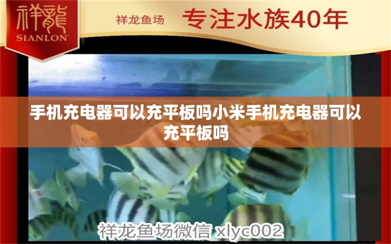 手机充电器可以充平板吗小米手机充电器可以充平板吗 虎纹银版鱼