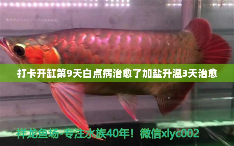 打卡开缸第9天白点病治愈了加盐升温3天治愈 龙鱼疾病与治疗