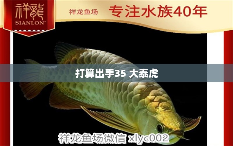 打算出手35+大泰虎