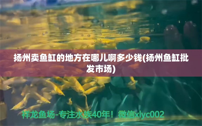 扬州卖鱼缸的地方在哪儿啊多少钱(扬州鱼缸批发市场) 刀鱼鱼 第1张