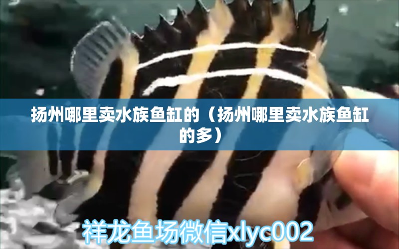 扬州哪里卖水族鱼缸的（扬州哪里卖水族鱼缸的多）