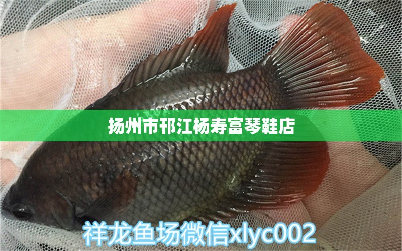 扬州市邗江杨寿富琴鞋店 全国水族馆企业名录