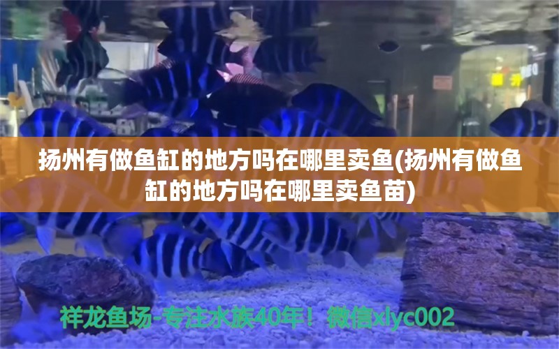 扬州有做鱼缸的地方吗在哪里卖鱼(扬州有做鱼缸的地方吗在哪里卖鱼苗)