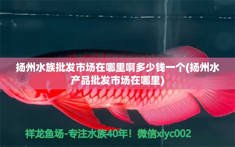 扬州水族批发市场在哪里啊多少钱一个(扬州水产品批发市场在哪里) 观赏鱼水族批发市场