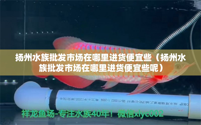 扬州水族批发市场在哪里进货便宜些（扬州水族批发市场在哪里进货便宜些呢） 观赏鱼水族批发市场