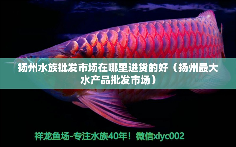 扬州水族批发市场在哪里进货的好（扬州最大水产品批发市场） 虎斑恐龙鱼