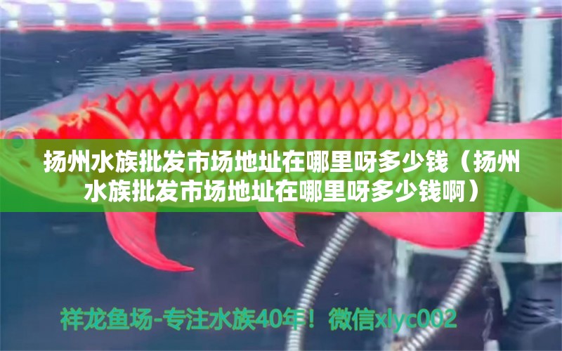 扬州水族批发市场地址在哪里呀多少钱（扬州水族批发市场地址在哪里呀多少钱啊） 观赏鱼水族批发市场