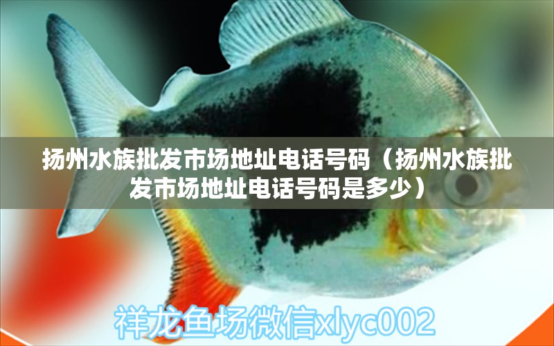 扬州水族批发市场地址电话号码（扬州水族批发市场地址电话号码是多少） 观赏鱼水族批发市场