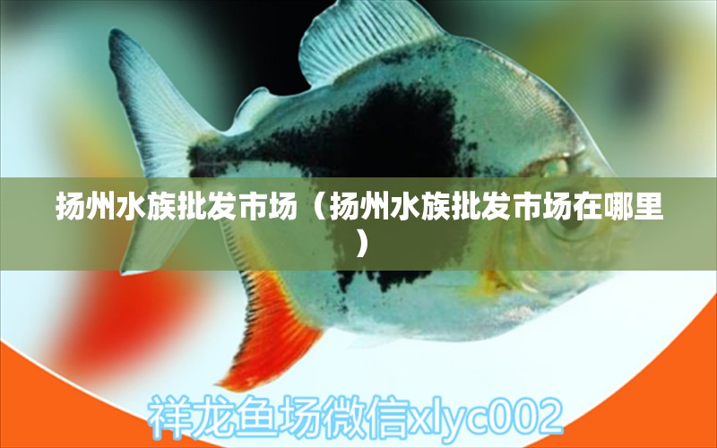 扬州水族批发市场（扬州水族批发市场在哪里）