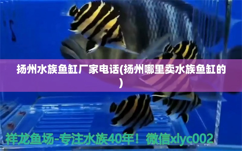 扬州水族鱼缸厂家电话(扬州哪里卖水族鱼缸的)