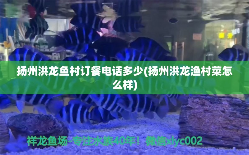 扬州洪龙鱼村订餐电话多少(扬州洪龙渔村菜怎么样)