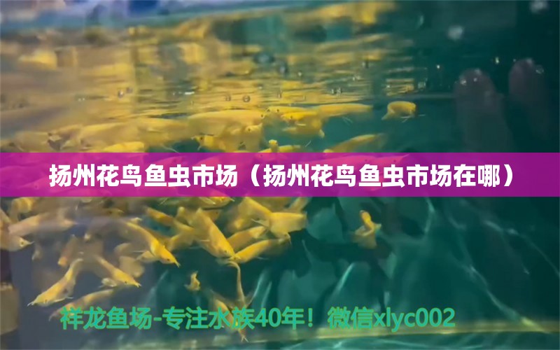 扬州花鸟鱼虫市场（扬州花鸟鱼虫市场在哪） 观赏鱼水族批发市场