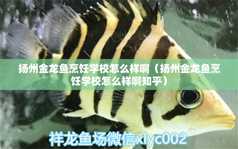 扬州金龙鱼烹饪学校怎么样啊（扬州金龙鱼烹饪学校怎么样啊知乎）