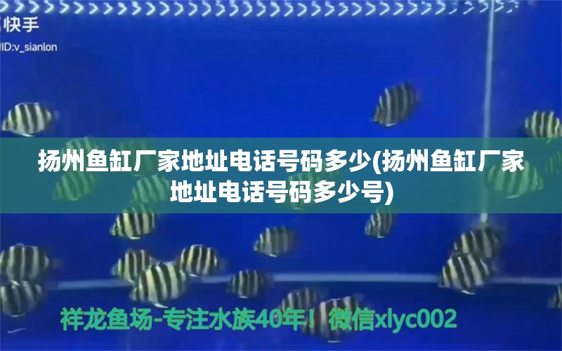 扬州鱼缸厂家地址电话号码多少(扬州鱼缸厂家地址电话号码多少号) 喷点菠萝鱼 第1张