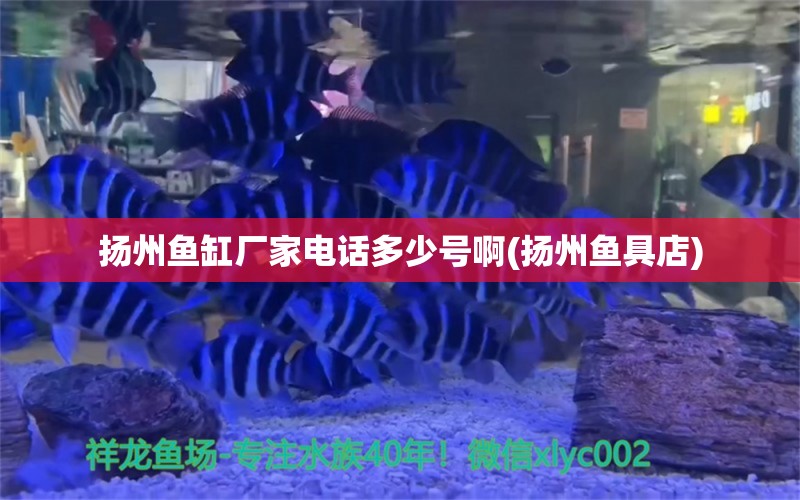 扬州鱼缸厂家电话多少号啊(扬州鱼具店) 斑马鸭嘴鱼