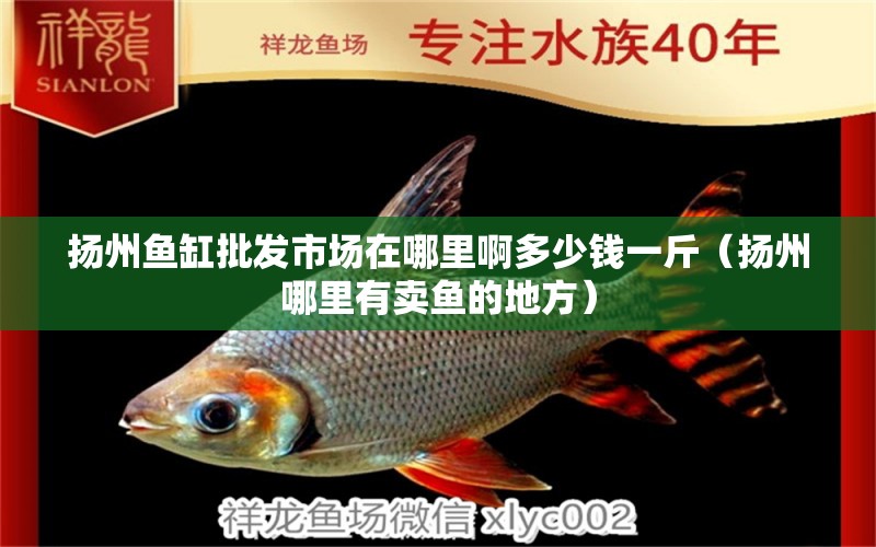 扬州鱼缸批发市场在哪里啊多少钱一斤（扬州哪里有卖鱼的地方） 其他品牌鱼缸
