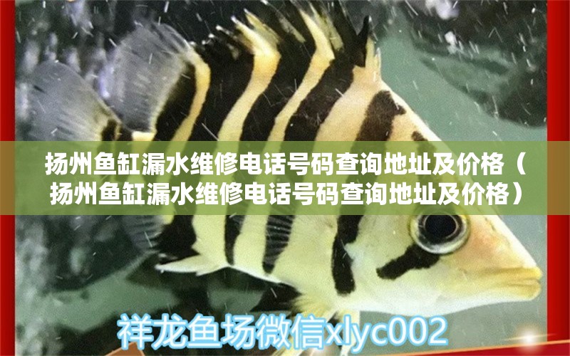 扬州鱼缸漏水维修电话号码查询地址及价格（扬州鱼缸漏水维修电话号码查询地址及价格） 其他品牌鱼缸