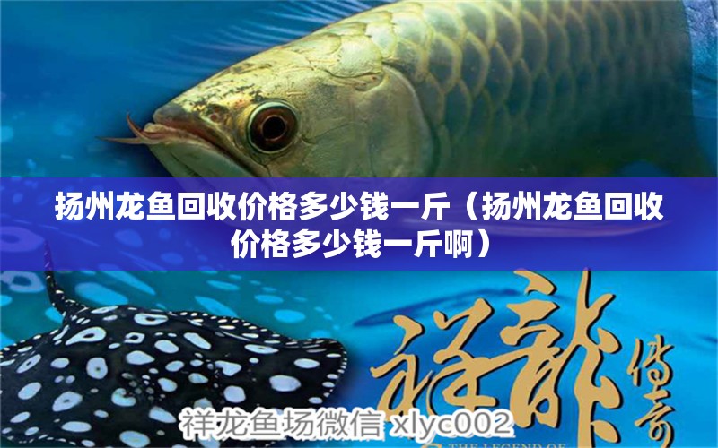 扬州龙鱼回收价格多少钱一斤（扬州龙鱼回收价格多少钱一斤啊） 祥龙水族医院