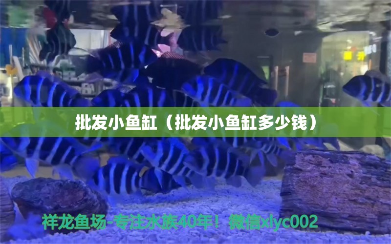 批发小鱼缸（批发小鱼缸多少钱） 祥龙水族医院