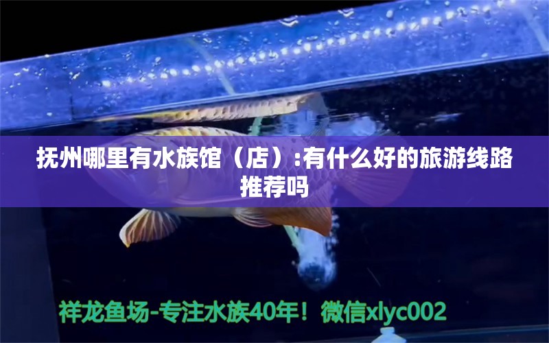 抚州哪里有水族馆（店）:有什么好的旅游线路推荐吗 观赏鱼水族批发市场