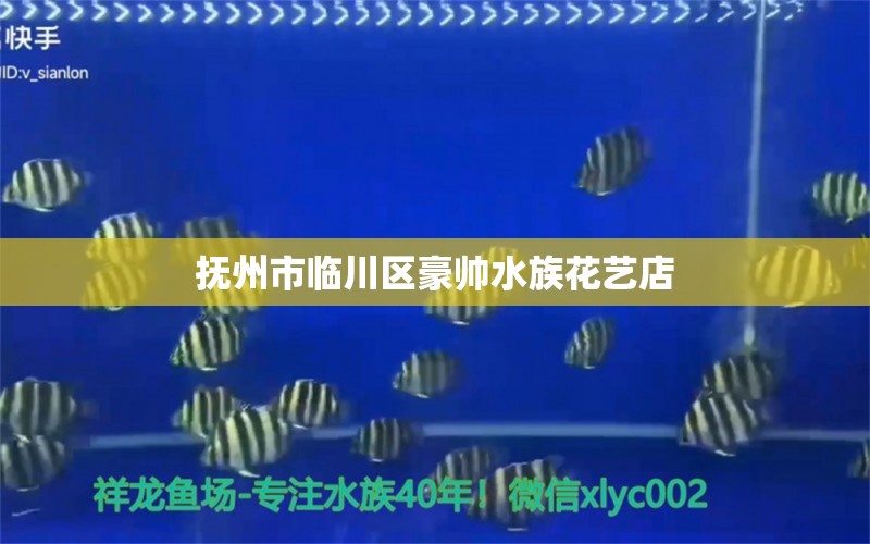 抚州市临川区豪帅水族花艺店 全国水族馆企业名录