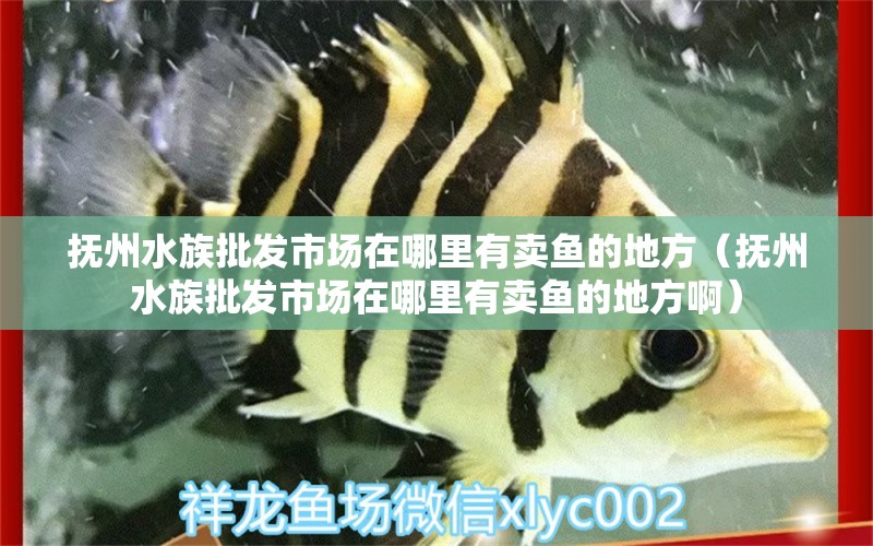 抚州水族批发市场在哪里有卖鱼的地方（抚州水族批发市场在哪里有卖鱼的地方啊）