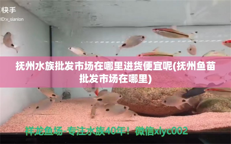 抚州水族批发市场在哪里进货便宜呢(抚州鱼苗批发市场在哪里) 观赏鱼水族批发市场