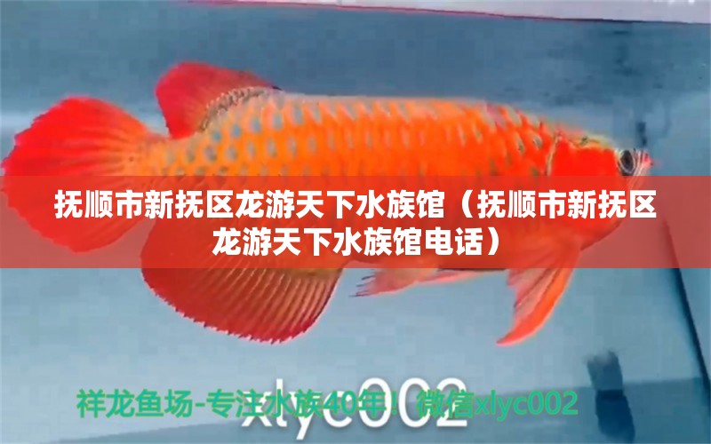 抚顺市新抚区龙游天下水族馆（抚顺市新抚区龙游天下水族馆电话）