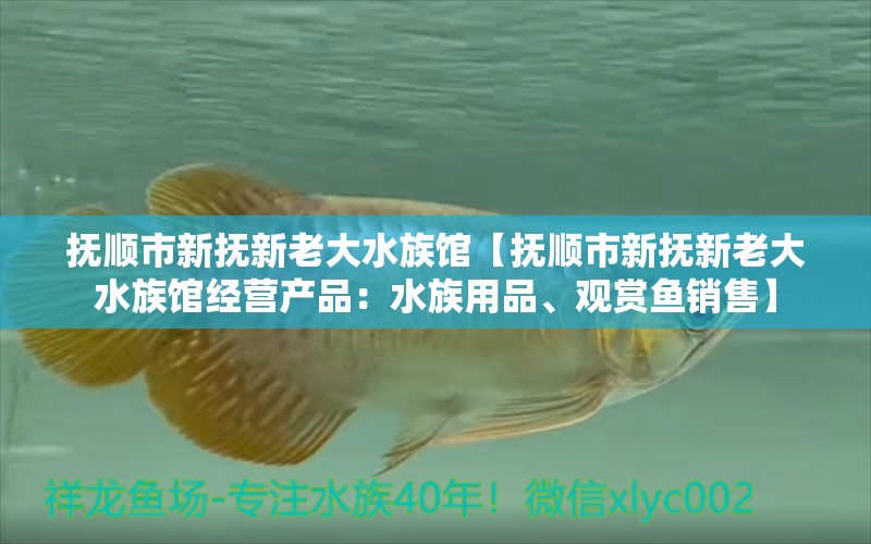 抚顺市新抚新老大水族馆【抚顺市新抚新老大水族馆经营产品：水族用品、观赏鱼销售】 全国观赏鱼市场 第1张