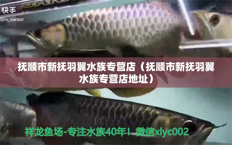 抚顺市新抚羽翼水族专营店（抚顺市新抚羽翼水族专营店地址） 全国水族馆企业名录