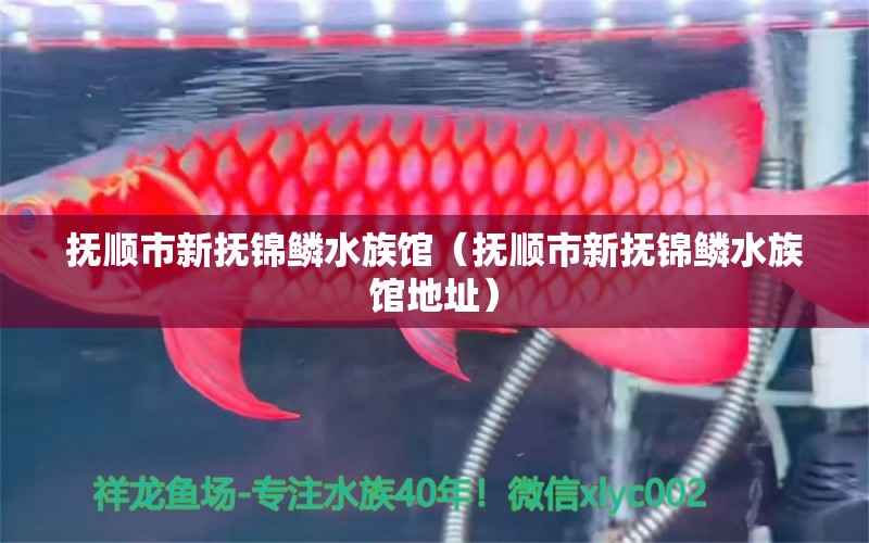 抚顺市新抚锦鳞水族馆（抚顺市新抚锦鳞水族馆地址）