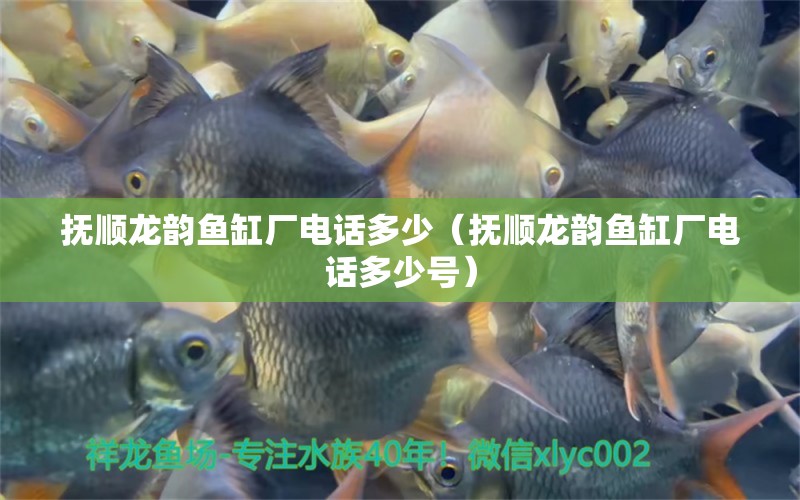 抚顺龙韵鱼缸厂电话多少（抚顺龙韵鱼缸厂电话多少号） 祥龙水族医院