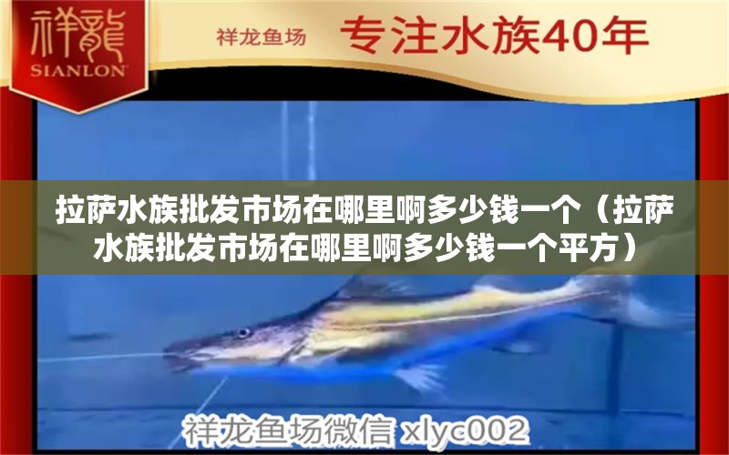 拉萨水族批发市场在哪里啊多少钱一个（拉萨水族批发市场在哪里啊多少钱一个平方） 观赏鱼水族批发市场